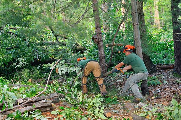 Best Lawn Renovation and Restoration  in Siesta Key, FL