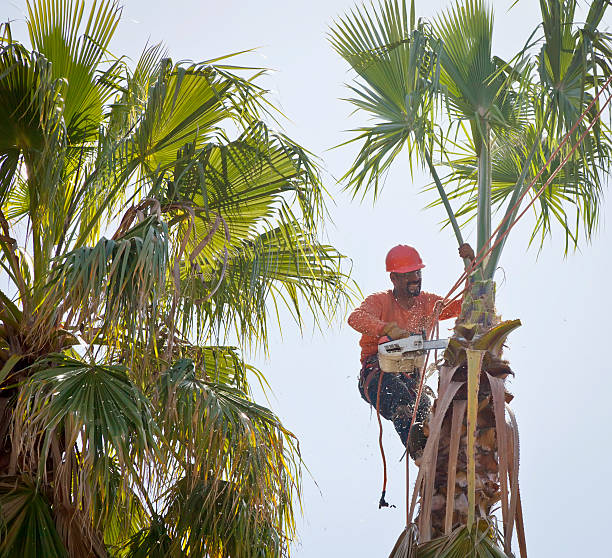 Best Storm Damage Tree Cleanup  in Siesta Key, FL