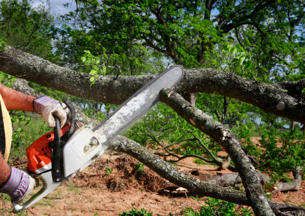 Best Tree Preservation Services  in Siesta Key, FL